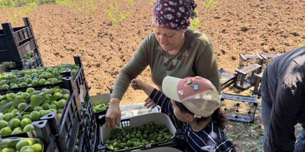 İlk hasat davul zurna ile yapıldı! Kilosu 120 TL’den satışa çıkacak 8